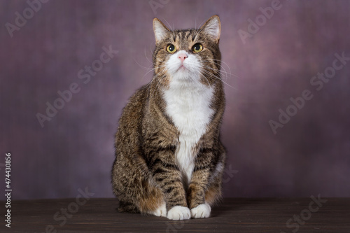 Portrait of a large gray cat © Okssi