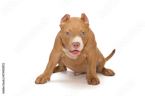 Small  funny American bully puppy