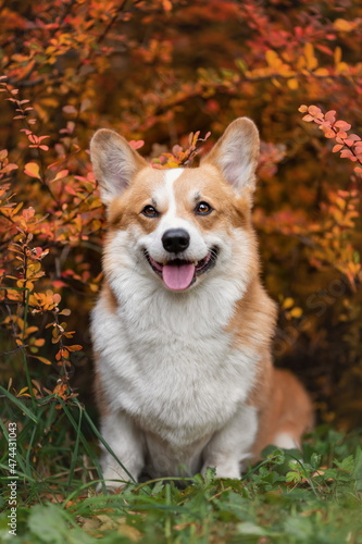 Portrait of smiling welsh corgi pembroke breed dog at nature in autumn