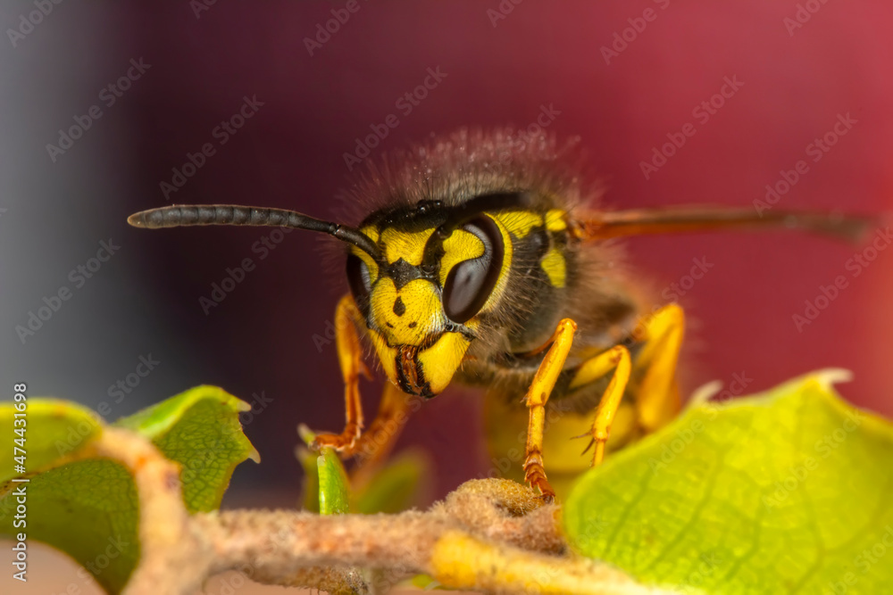Beautiful Median wasp (Dolichovespula) portrait
Close-up view of head of live European hornet (Vespa crabro)--the largest eusocial wasp native to Europe (4 cm) and the only true hornet found in North Beautiful Median wasp (Dolichovespula) portrait
Close-up view of head of live European hornet (Vespa crabro)--the largest eusocial wasp native to Europe (4 cm) and the only true hornet found in North