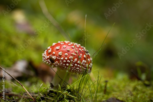 fly mushroom in forest