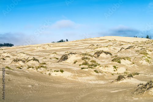Fototapeta Naklejka Na Ścianę i Meble -  Grass grows in the windswept dunes near Lakeside, Oregon, USA