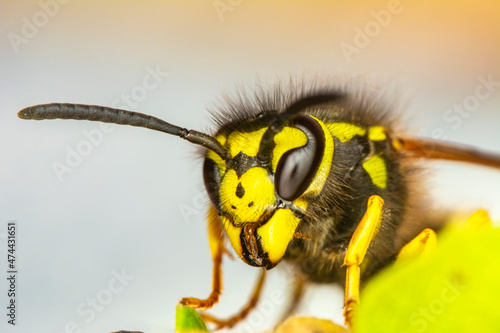 Beautiful Median wasp (Dolichovespula) portrait 
Close-up view of head of live European hornet (Vespa crabro)--the largest eusocial wasp native to Europe (4 cm) and the only true hornet found in North