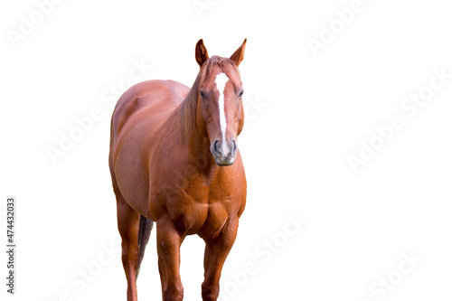 A chestnut colored quarter horse isolated against a white background