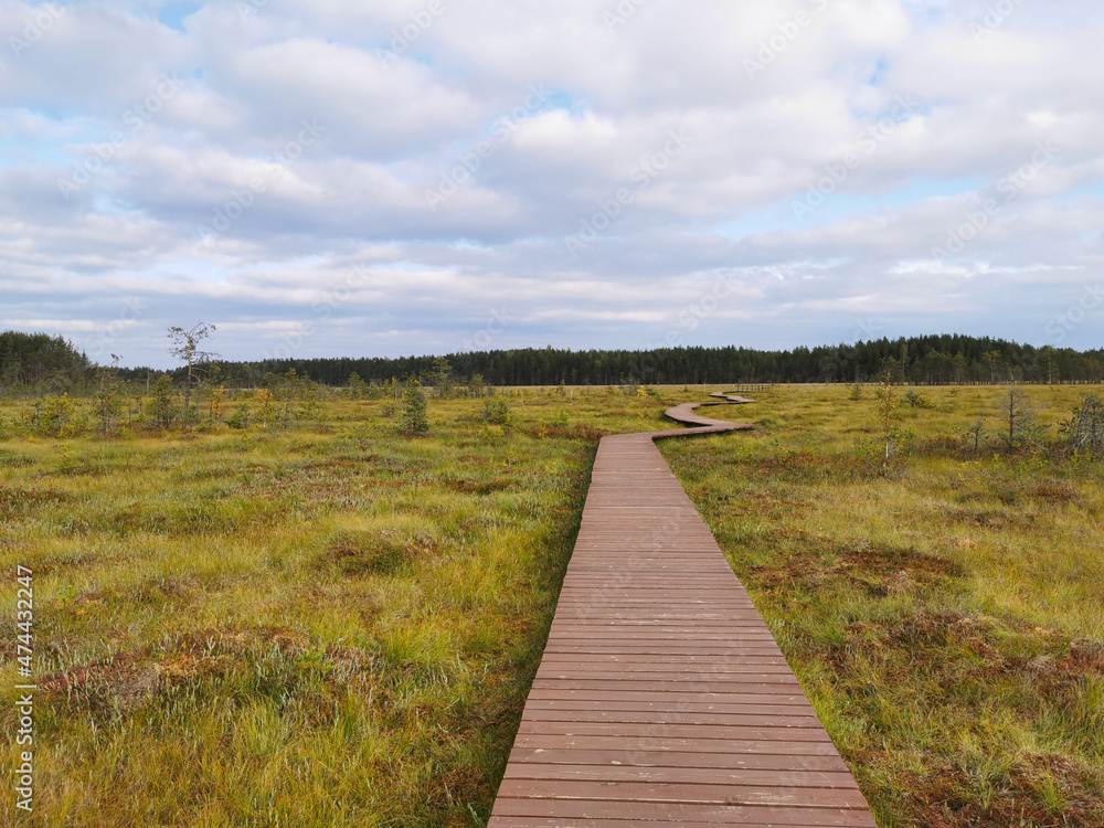 A deck of brown planks over a swamp with yellowed grass, stretching far away to the forest, against the background of a sky with clouds.