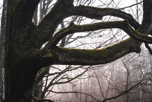 Konary strego dębu Quercus  photo