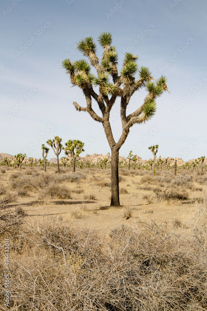 joshua tree in the desert