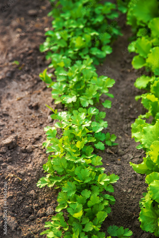 Cilantro grows in the garden. Selective focus. Cilantro grows in the garden. Selective focus.