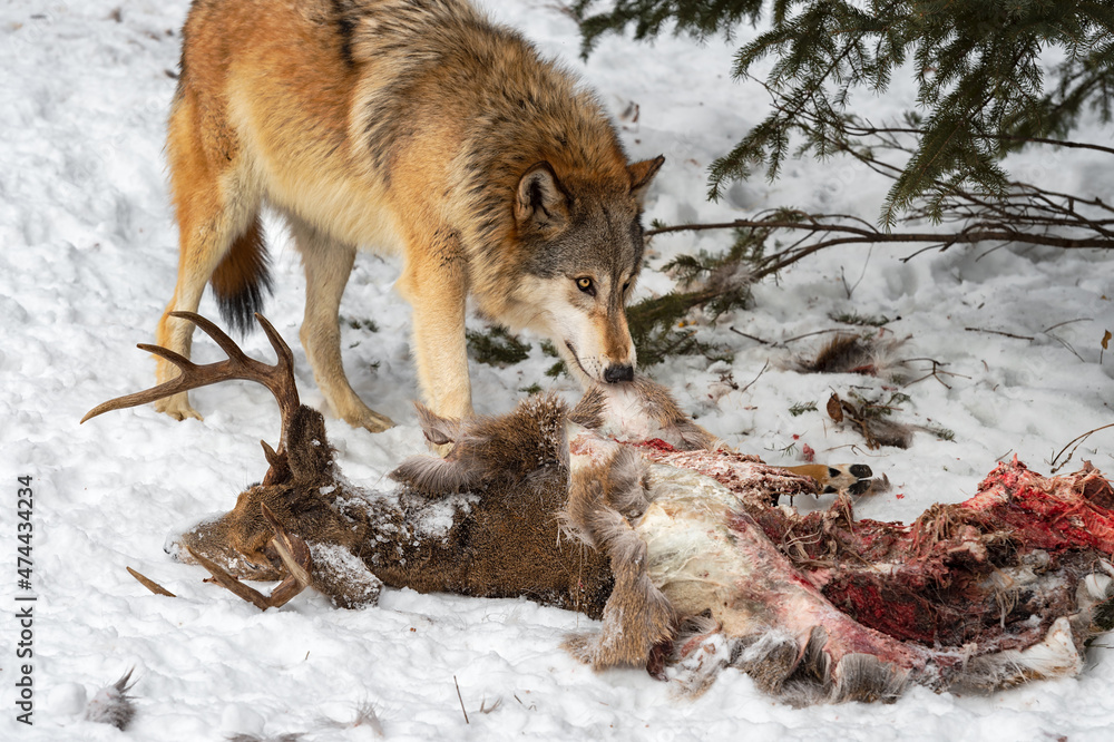 Obraz premium Grey Wolf (Canis lupus) Looks Up While Pulling on White-Tail Deer Carcass Winter