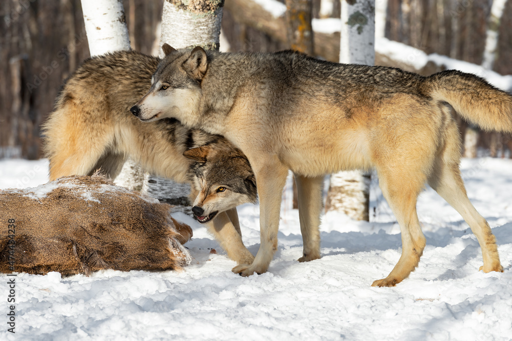Grey Wolf (Canis lupus) Postures With Second Wolf at White-Tail Deer Carcass Winter Grey Wolf (Canis lupus) Postures With Second Wolf at White-Tail Deer Carcass Winter