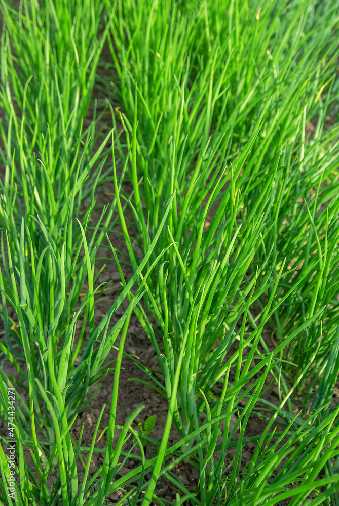 Onions grow in the garden. Selective focus. Onions grow in the garden. Selective focus.