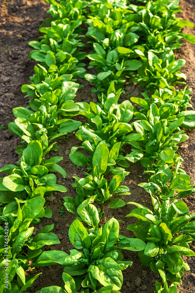 Spinach grows in the garden. Selective focus. Spinach grows in the garden. Selective focus.