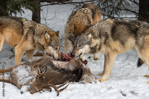 Grey Wolves (Canis lupus) Feed on White-Tail Deer Carcass Winter © hkuchera
