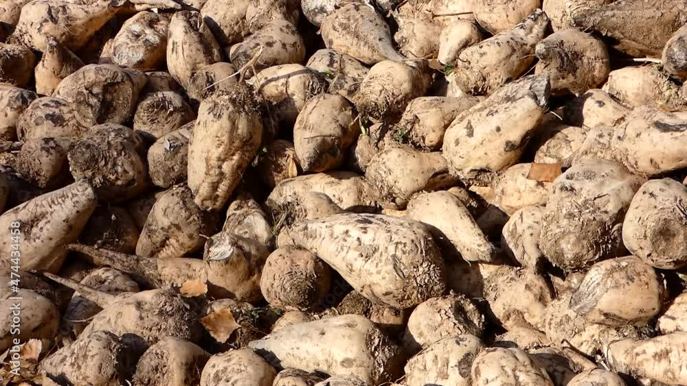 raw sugar beet ready to be processed, large quantities of sugar beet stocked for making sugar, raw sugar beet ready to be processed, large quantities of sugar beet stocked for making sugar,