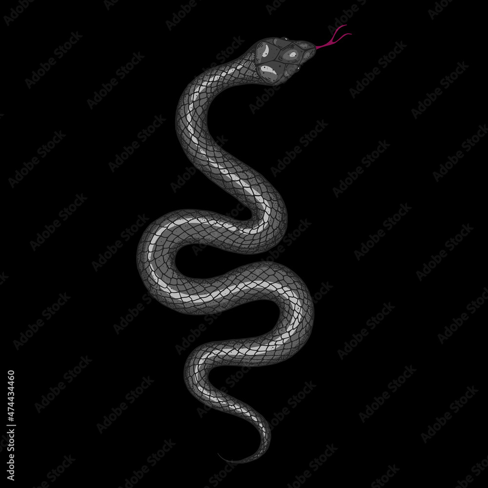 Obraz premium Snake illustration. Vector illustration. Hand drawn illustration for t-shirt print, fabric and other uses