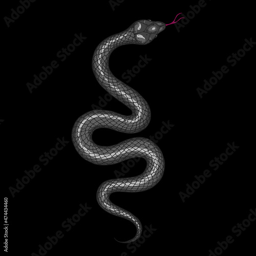 Snake illustration. Vector illustration. Hand drawn illustration for t-shirt print, fabric and other uses