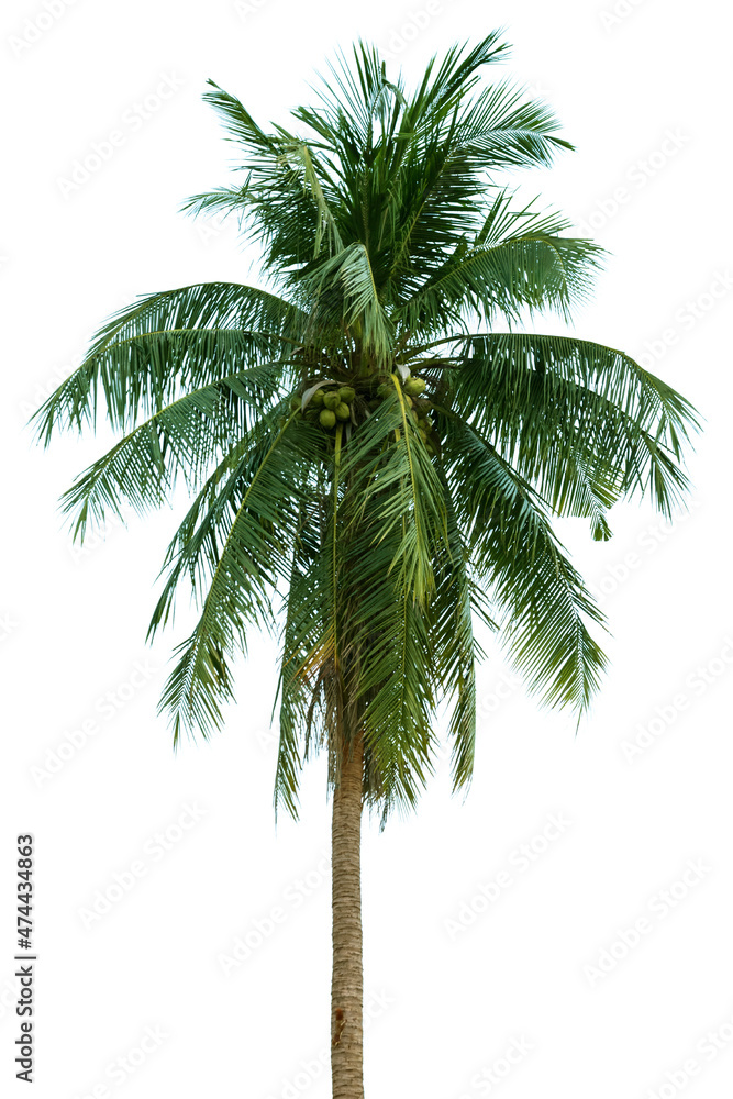 Obraz premium Rown of a tall palm tree of coconut isolated on white background