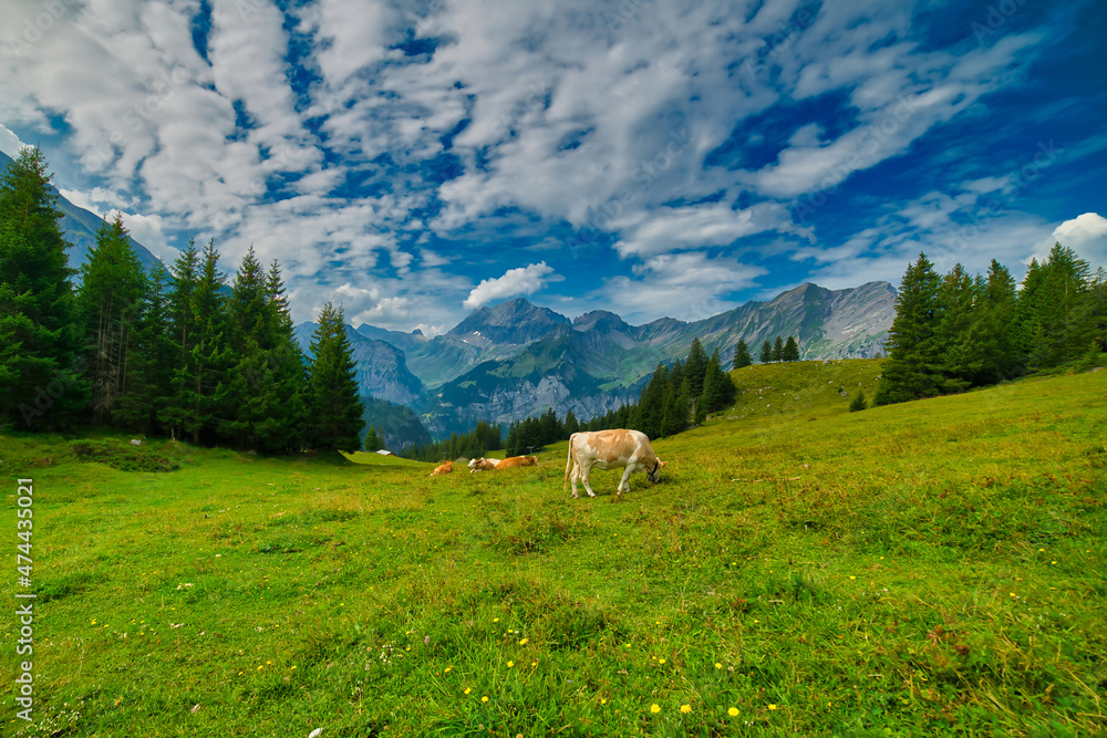 Vacas pastando en Suiza