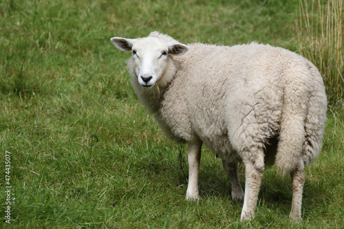 Schaf   Sheep   Ovis