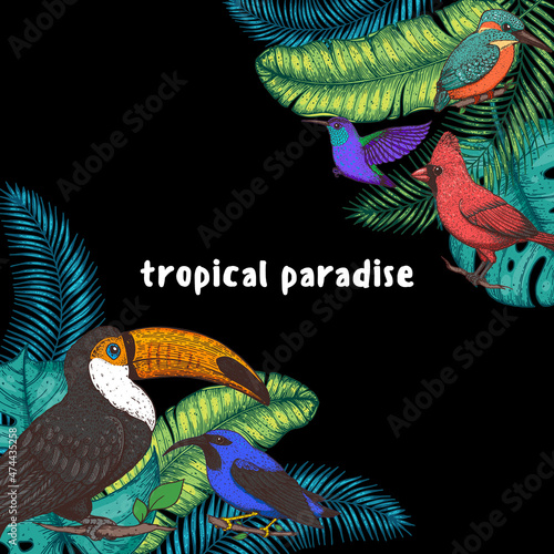 Tropical birds and palm leaves vector illustration. Colorful toucan, colibri, cardinal bird, kingfisher, hummingbird. Hand drawn illustration. Summer design template. Tropical fauna.