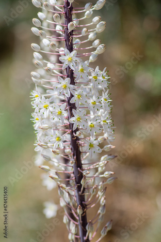 Urginea maritima bulbous tall flowering plant, sea squill maritime onion bright white flowers in bloom