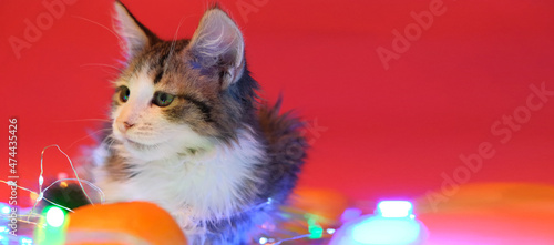 kitten for Christmas sits surrounded by garlands, colorful lights and a tangerine. Is watching. Red background. Concept for New Year, Valentine's Day. Top side view. Empty space for text