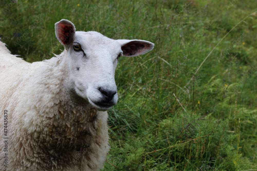 Naklejka premium Schaf / Sheep / Ovis