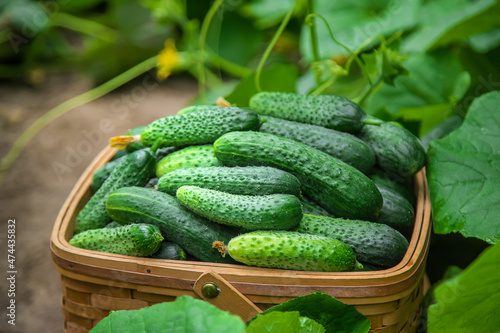 Harvest cucumbers in a basket. Selective focus.