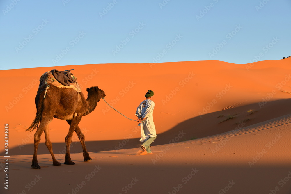 Fototapeta premium Camel
