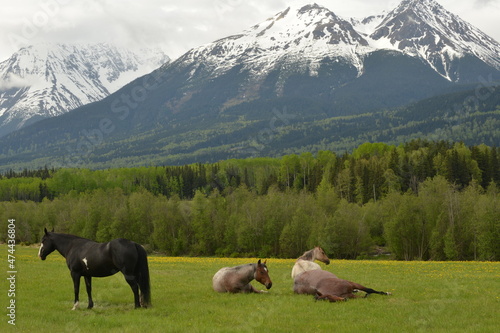 Horses in Canada