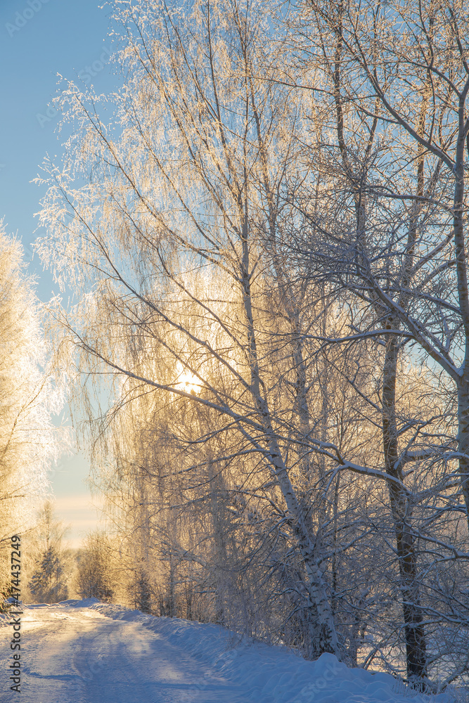 Winter coniferous forest after snowfall, frosty day, landscape Winter coniferous forest after snowfall, frosty day, landscape