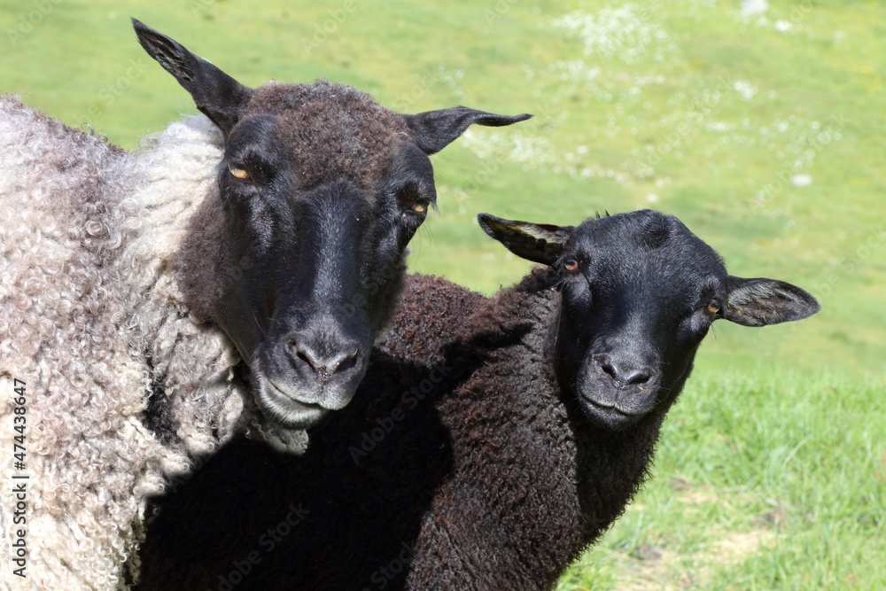 Fototapeta premium Schaf / Sheep / Ovis.