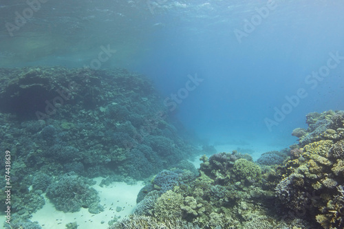 Coral reefs in the deep blue sea. Underwater landscape