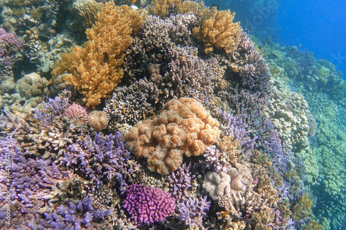 Colorful coral reef with hard and soft corals