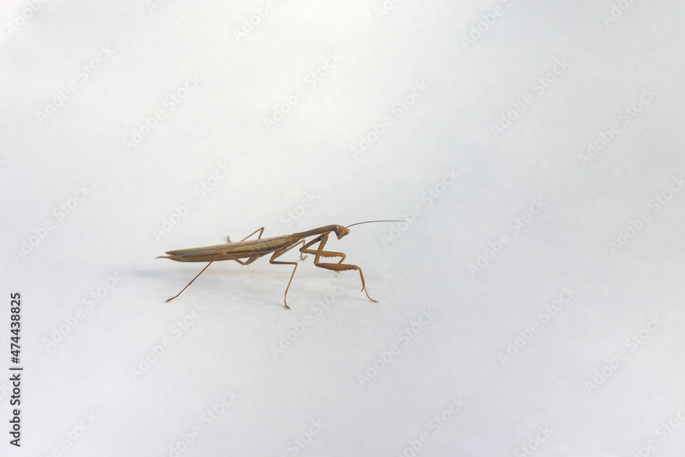 Obraz premium adult brown praying mantis in full growth close up on white background isolated