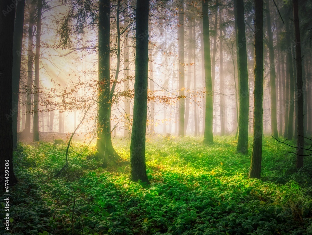 Fototapeta premium Foggy forest with sun rays, green plants,sunlight,sun rays. White Carpathians mountains,Czech republic. .