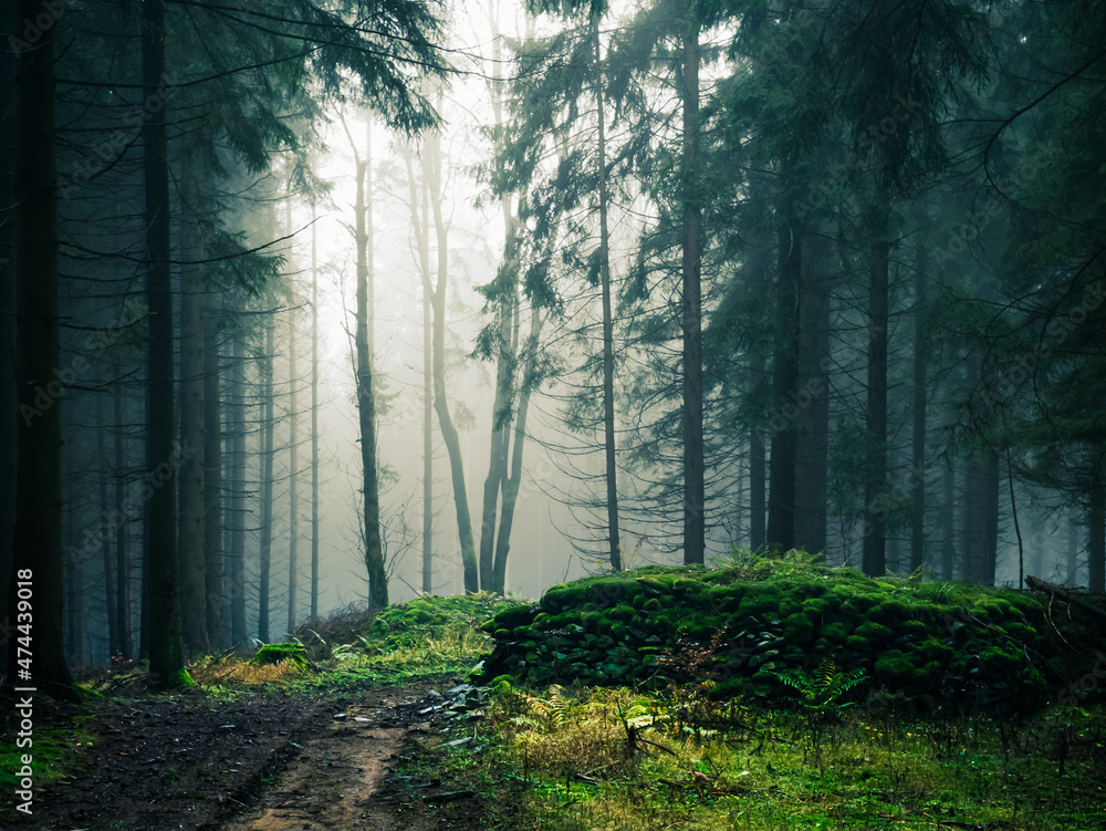 Mysterious foggy forest, light coming through trees, stones, moss, wood fern, spruce trees, fog, mist. Gloomy magical landscape at autumn/fall. Jeseniky mountains, Eastern Europe, Moravia. . Mysterious foggy forest, light coming through trees, stones, moss, wood fern, spruce trees, fog, mist. Gloomy magical landscape at autumn/fall. Jeseniky mountains, Eastern Europe, Moravia. .