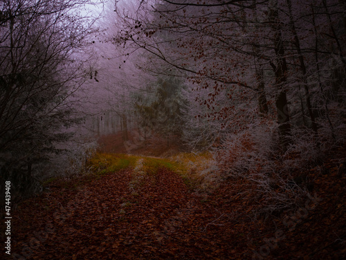 Mysterious foggy forest covered with rime in late autumn. Forest road covered with colourful leafs,fog,trees covered with rime, gloomy autumnal landscape. Jeseniky mountains, Eastern Europe, Moravia. 