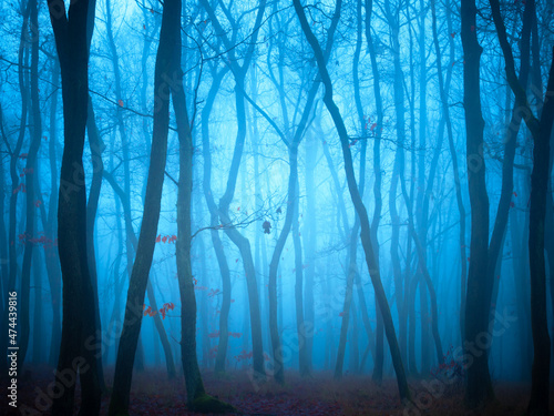 Mysterious foggy forest, oak trees, foliage, leafs,fog,tree trunks, gloomy landscape. Eastern Europe. .