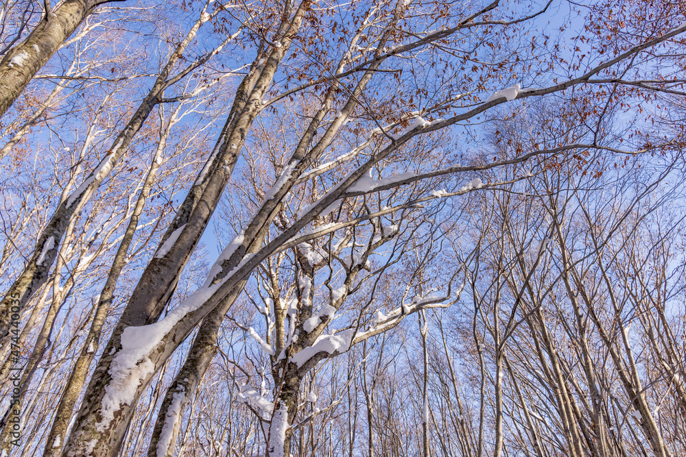 Towada in early winter Towada in early winter