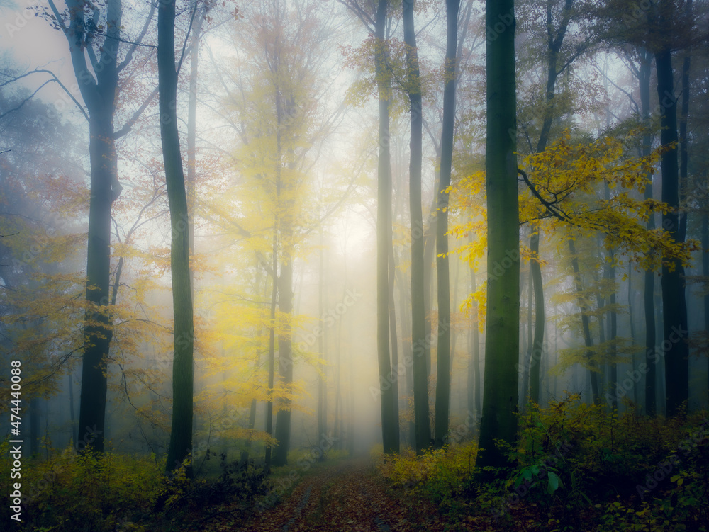 Mysterious foggy forest, forest road, trees, colorful foliage, leafs,fog,tree trunks, gloomy autumn landscape. Eastern Europe.  .