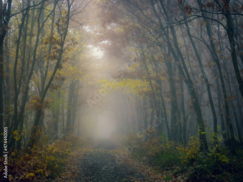 Mysterious foggy forest, forest road, trees, colorful foliage, leafs,fog,tree trunks, gloomy autumn landscape. Eastern Europe. .