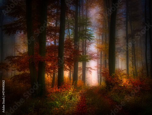 Mysterious foggy forest  beech trees  colorful foliage  leafs fog tree trunks  gloomy autumn landscape. Eastern Europe.  .
