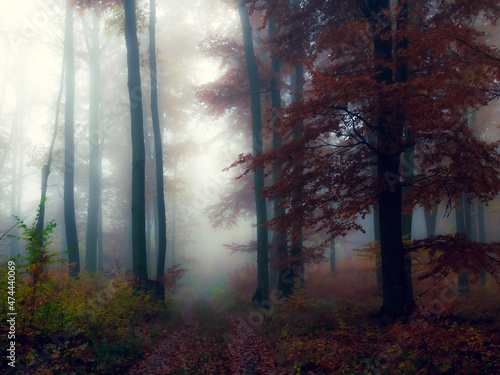 Mysterious foggy forest, beech trees, colorful foliage, leafs,fog,tree trunks, gloomy autumn landscape. Eastern Europe.  .