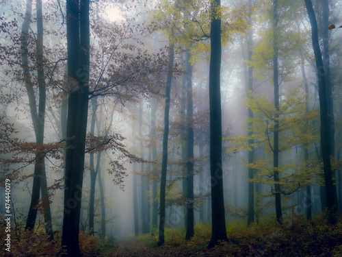 Mysterious foggy forest, forest road, trees, colorful foliage, leafs,fog,tree trunks, gloomy autumn landscape. Eastern Europe.  . © Jansk