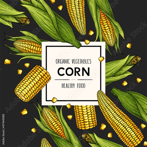 Vector hand drawn background with corn. Legumes plant drawing with ripe corn cobs on dark background.