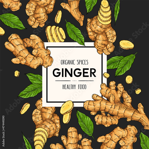 Vector hand drawn background with ginger. Natural botanical lineart illustration.