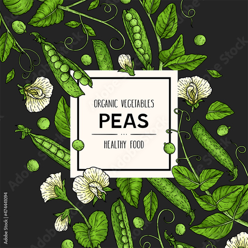 Vector hand drawn background with pea. Natural botanical lineart illustration.