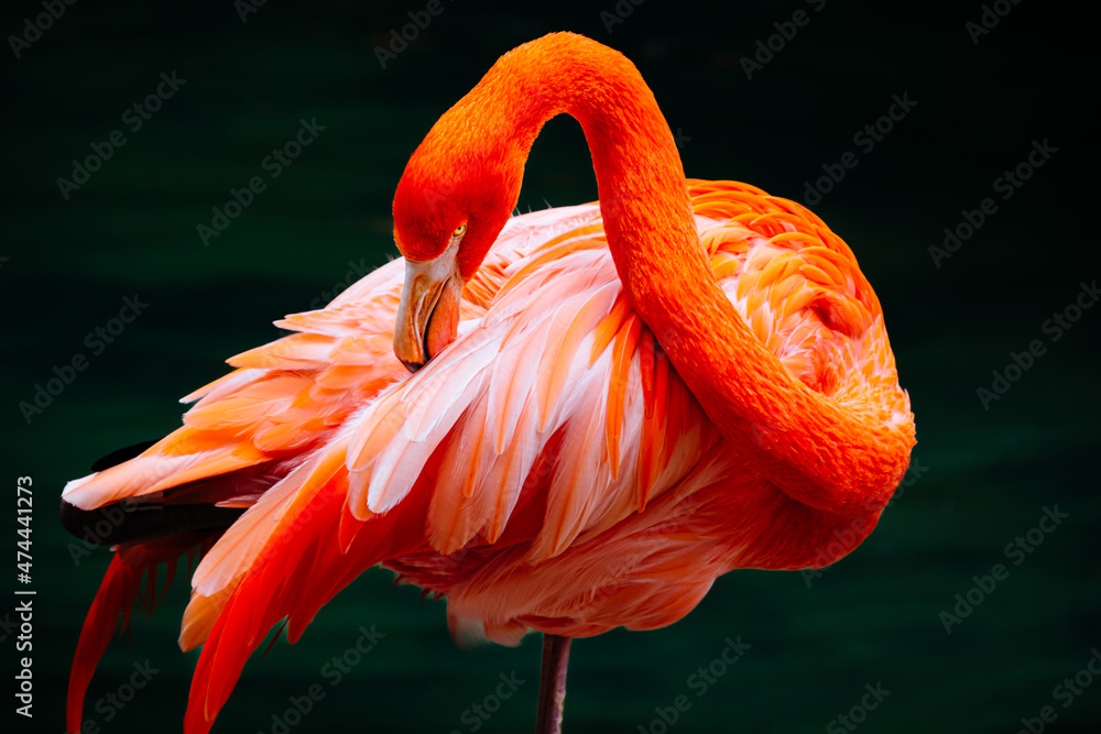 Obraz premium Close up photo of Flamingo