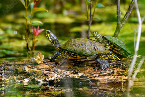 painted turtle (Chrysemys picta) and red-eared slider (Trachemys scripta elegans) photo